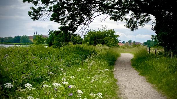 Vandresti langs kysten ved Faaborg