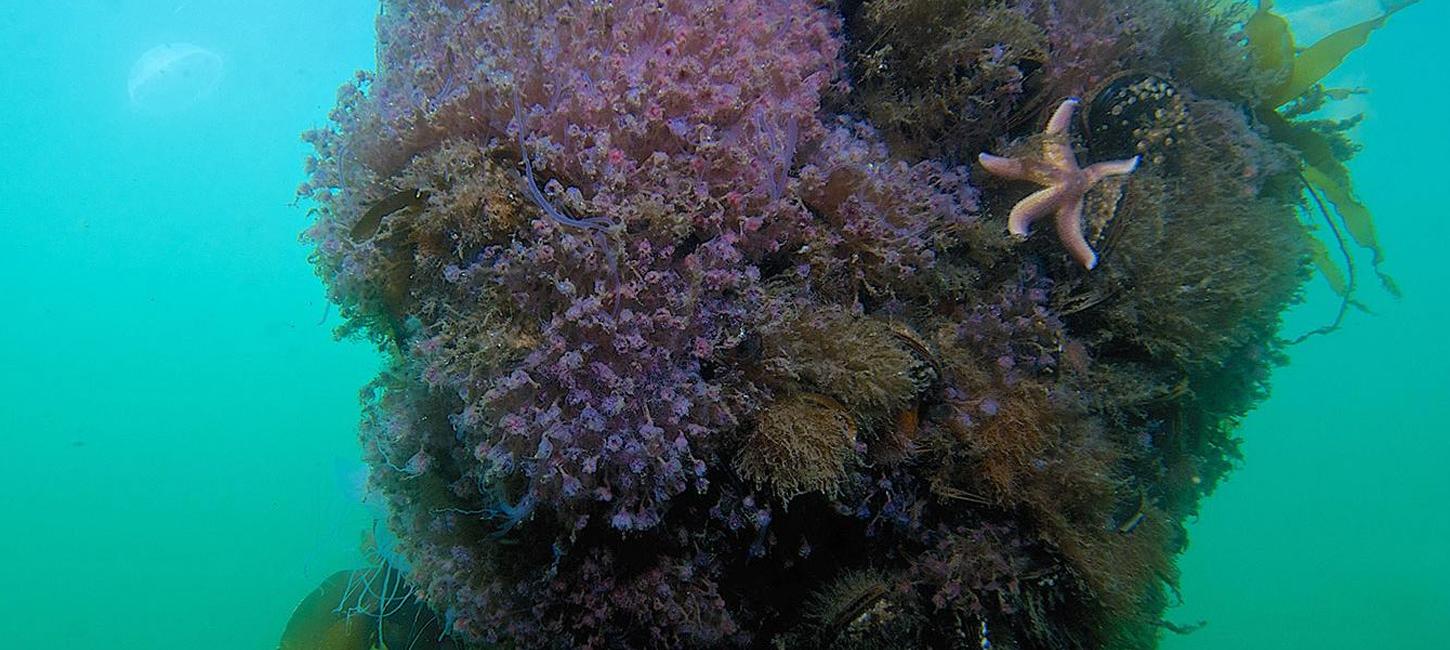 Naturdyk i Geopark Det Sydfynske Øhav